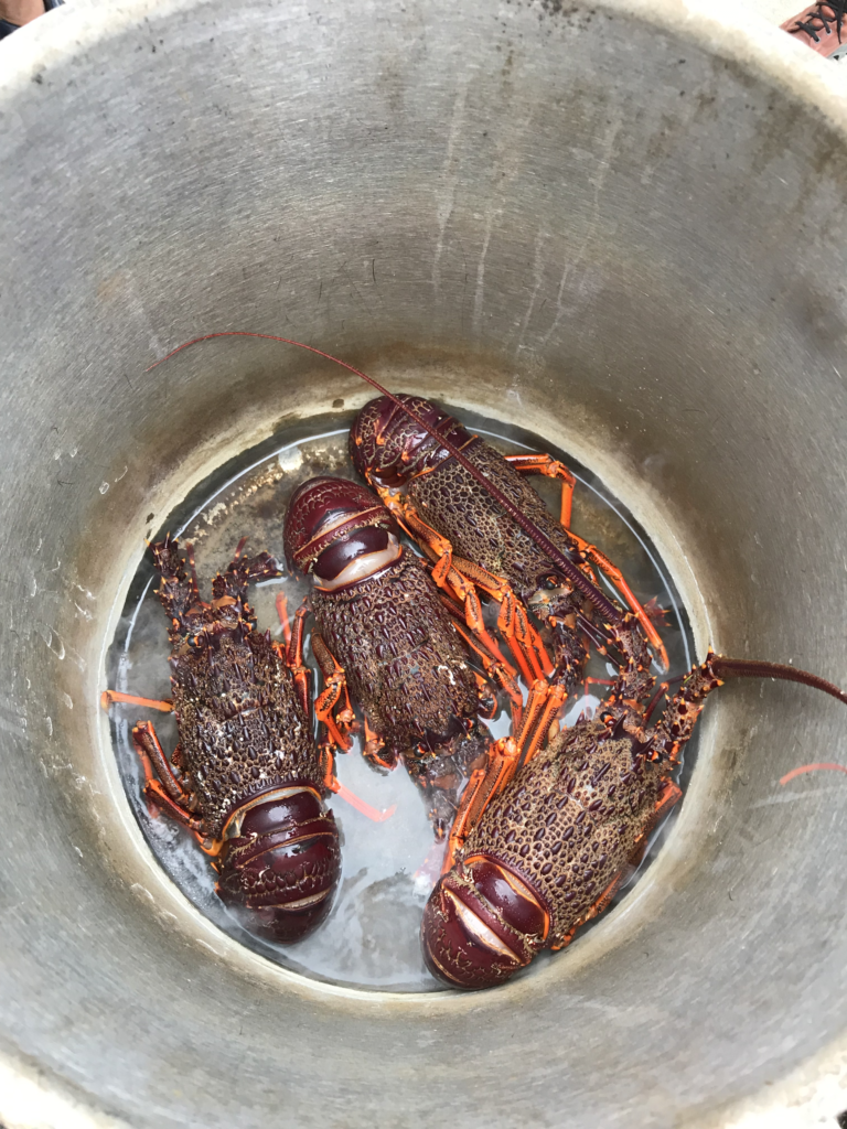crayfish kaikoura