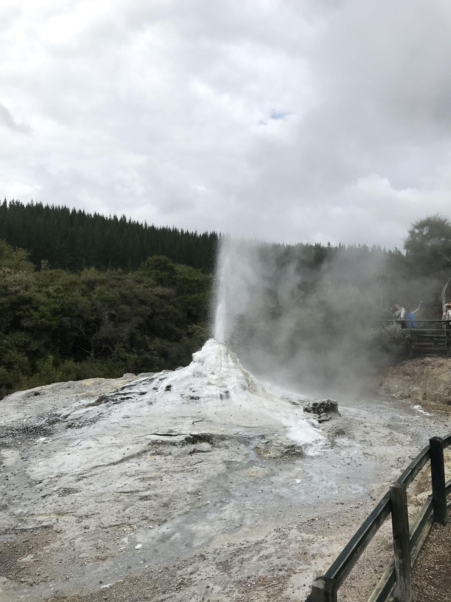 Geiser Rotorua