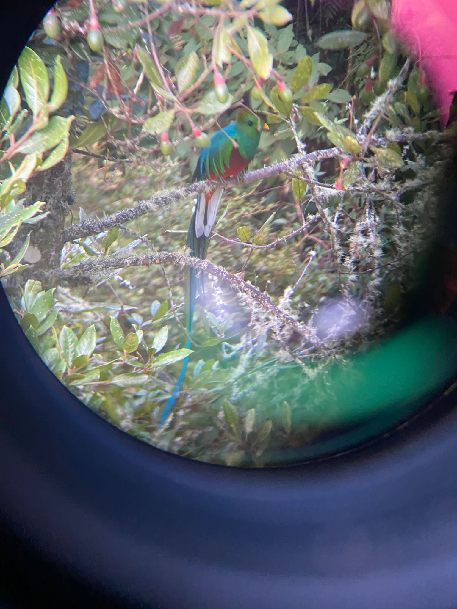 quetzal Costa Rica