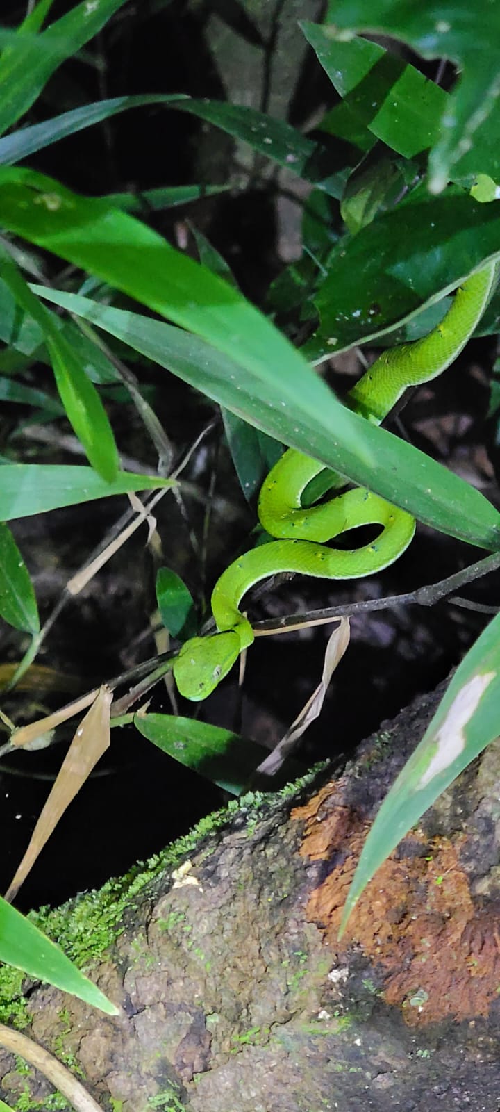 slang monteverde