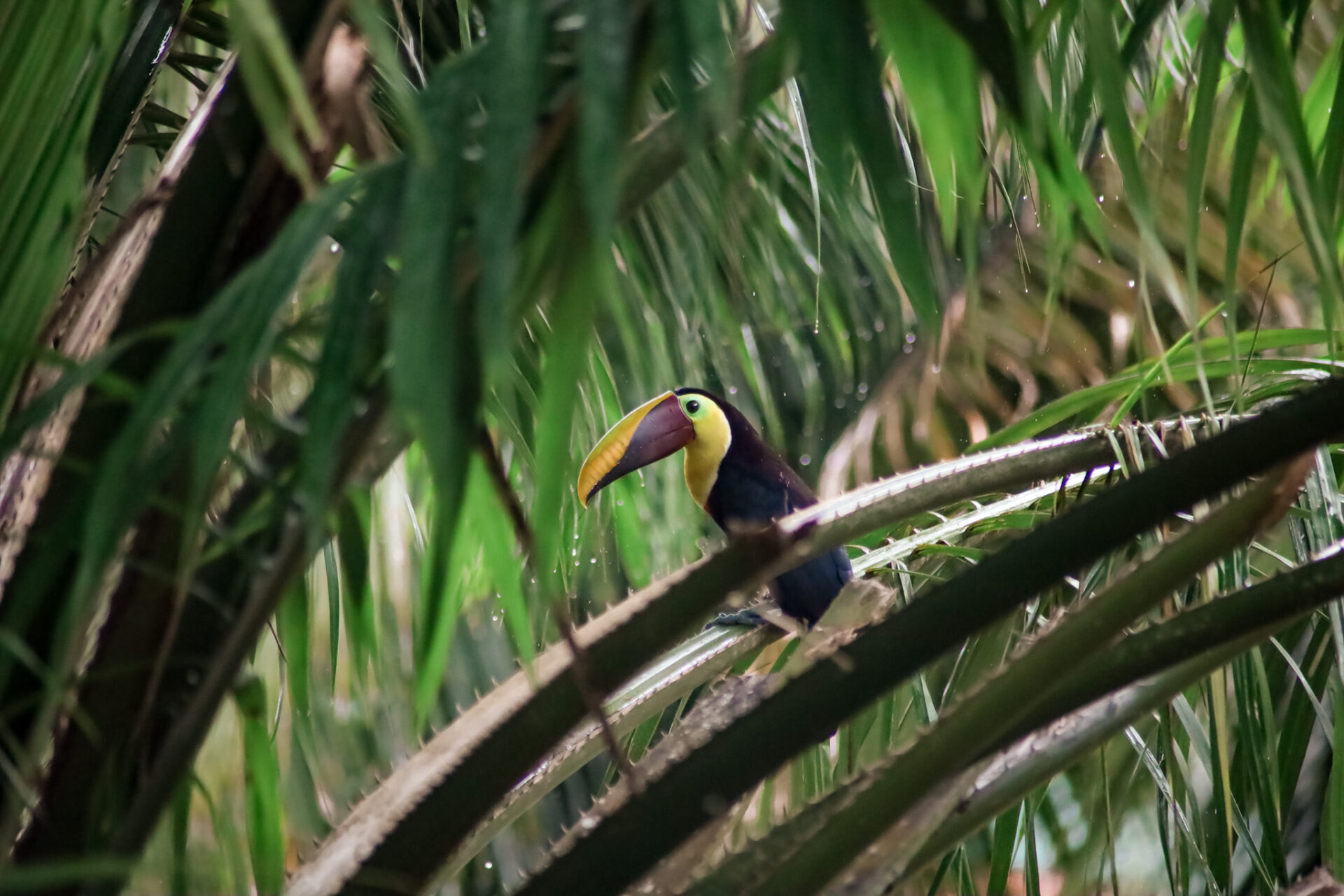 toekan dieren in Costa Rica