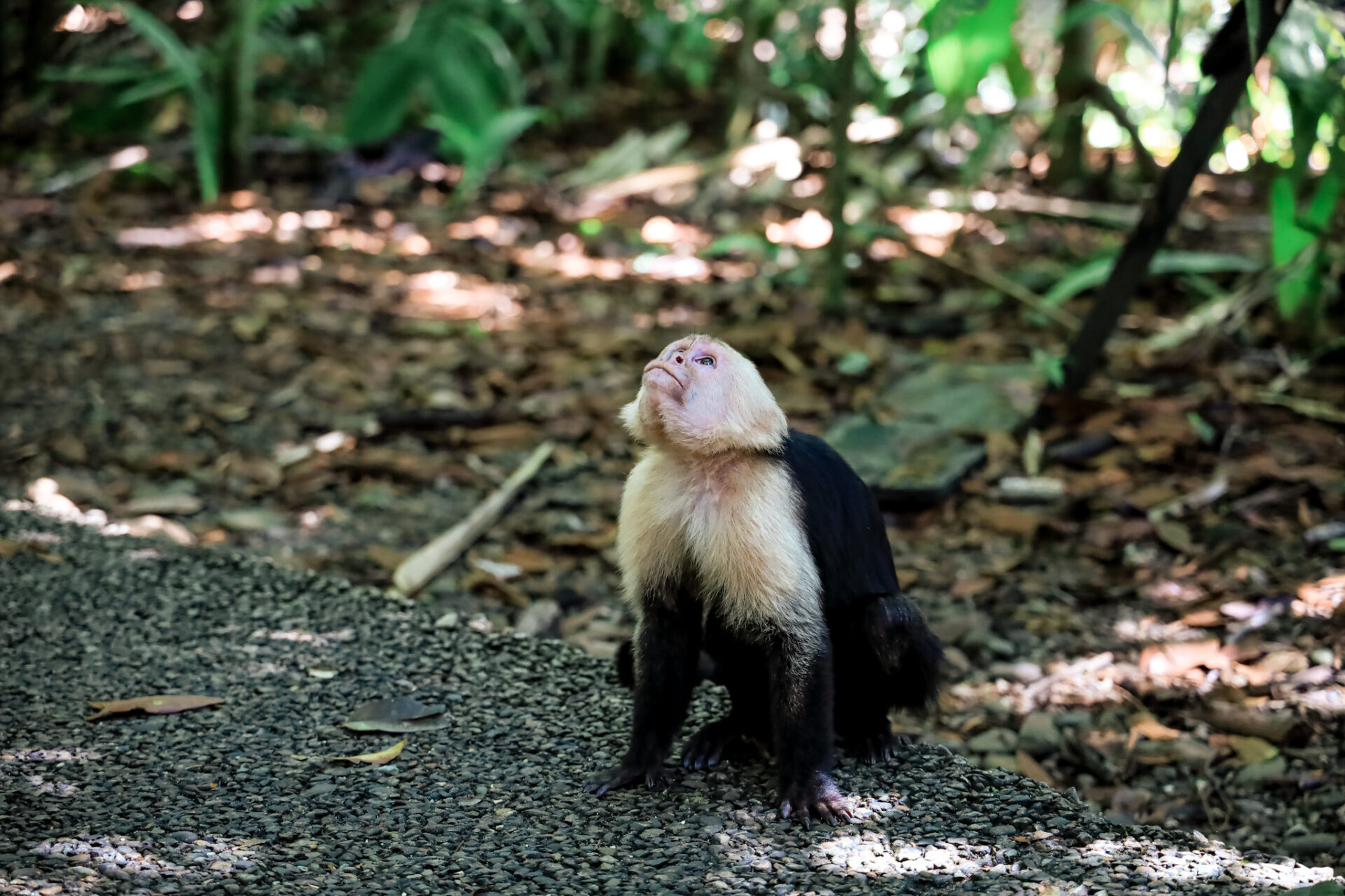 dieren in Costa Rica