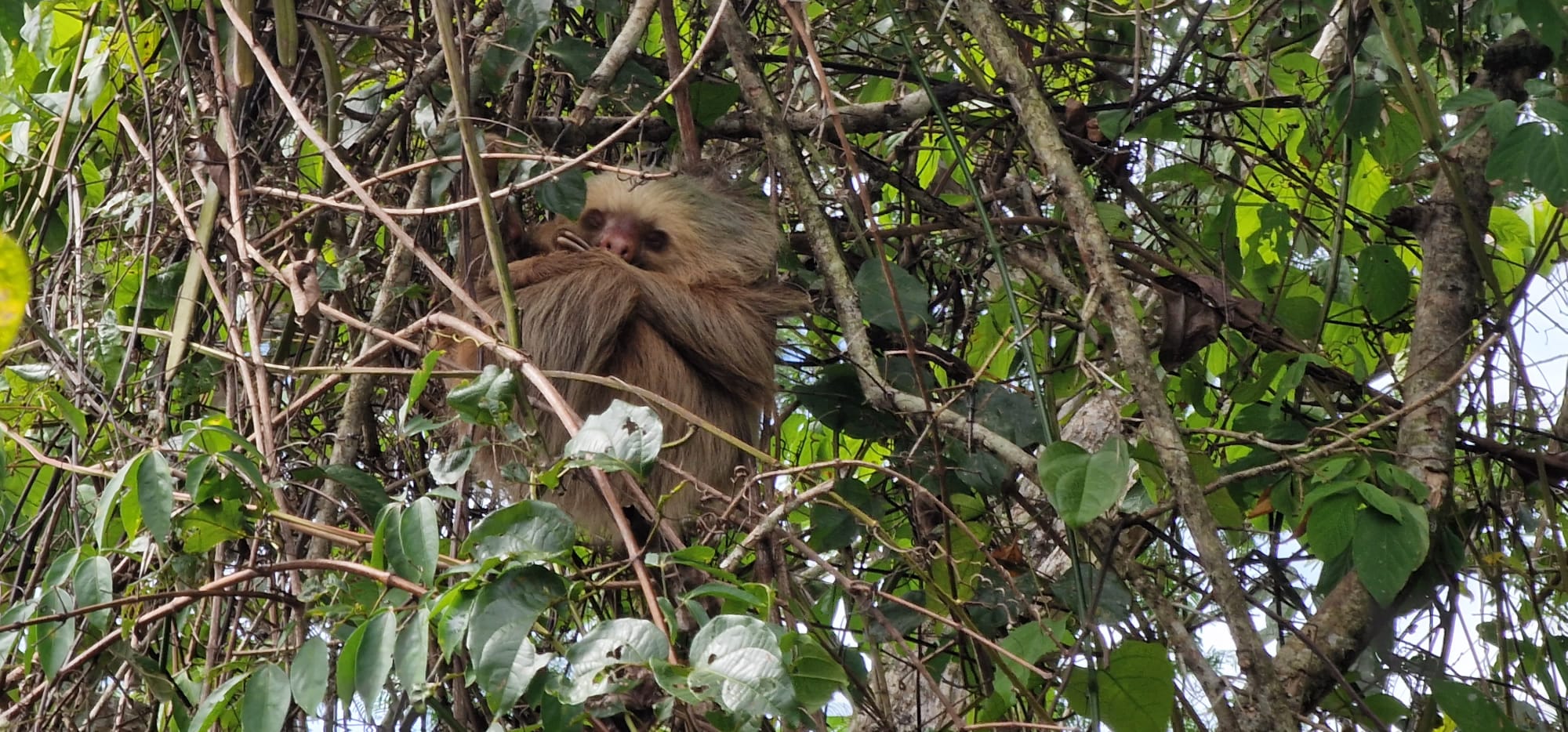 Luiaard dieren in Costa Rica