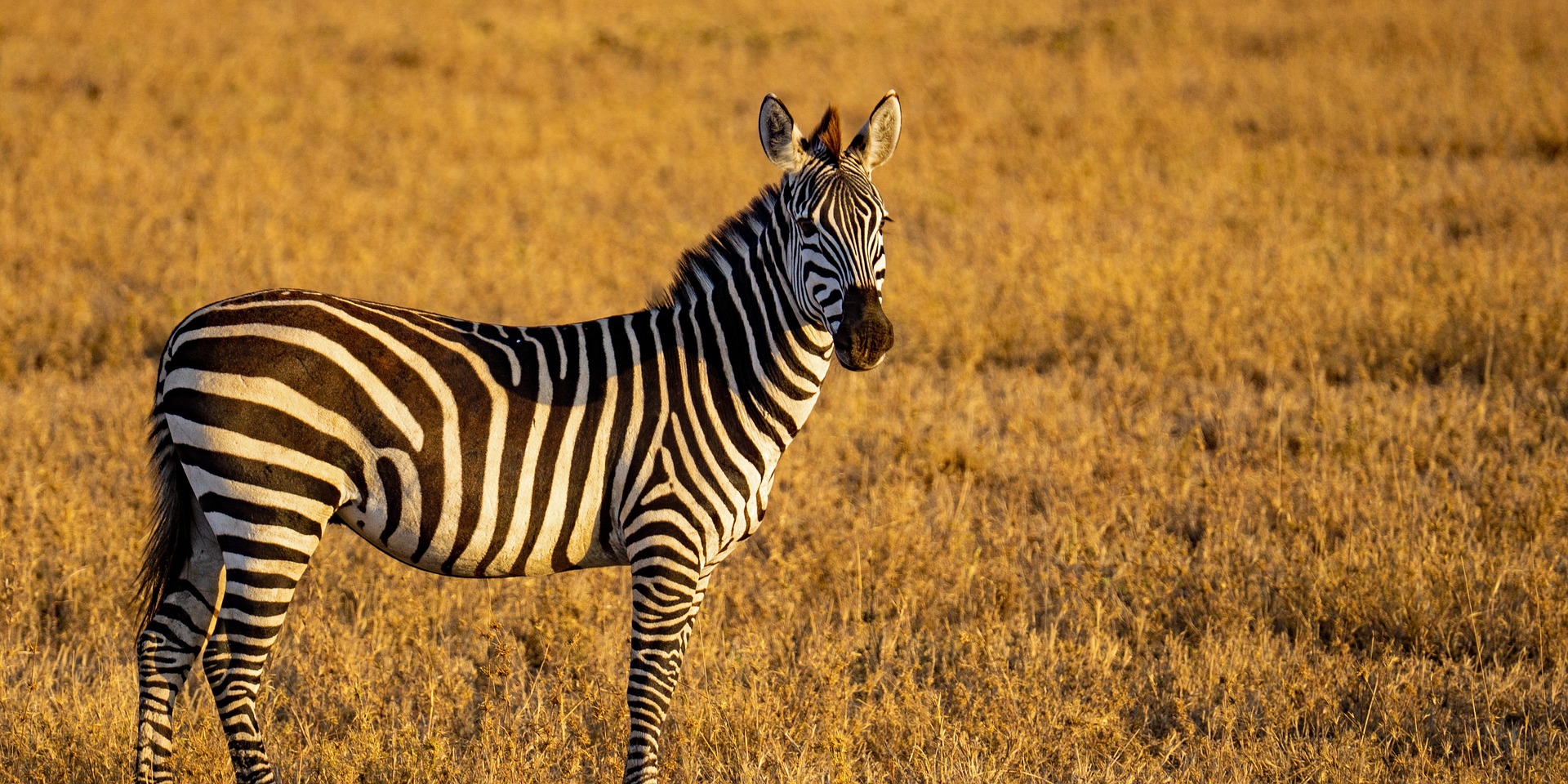 tanzania zebra
