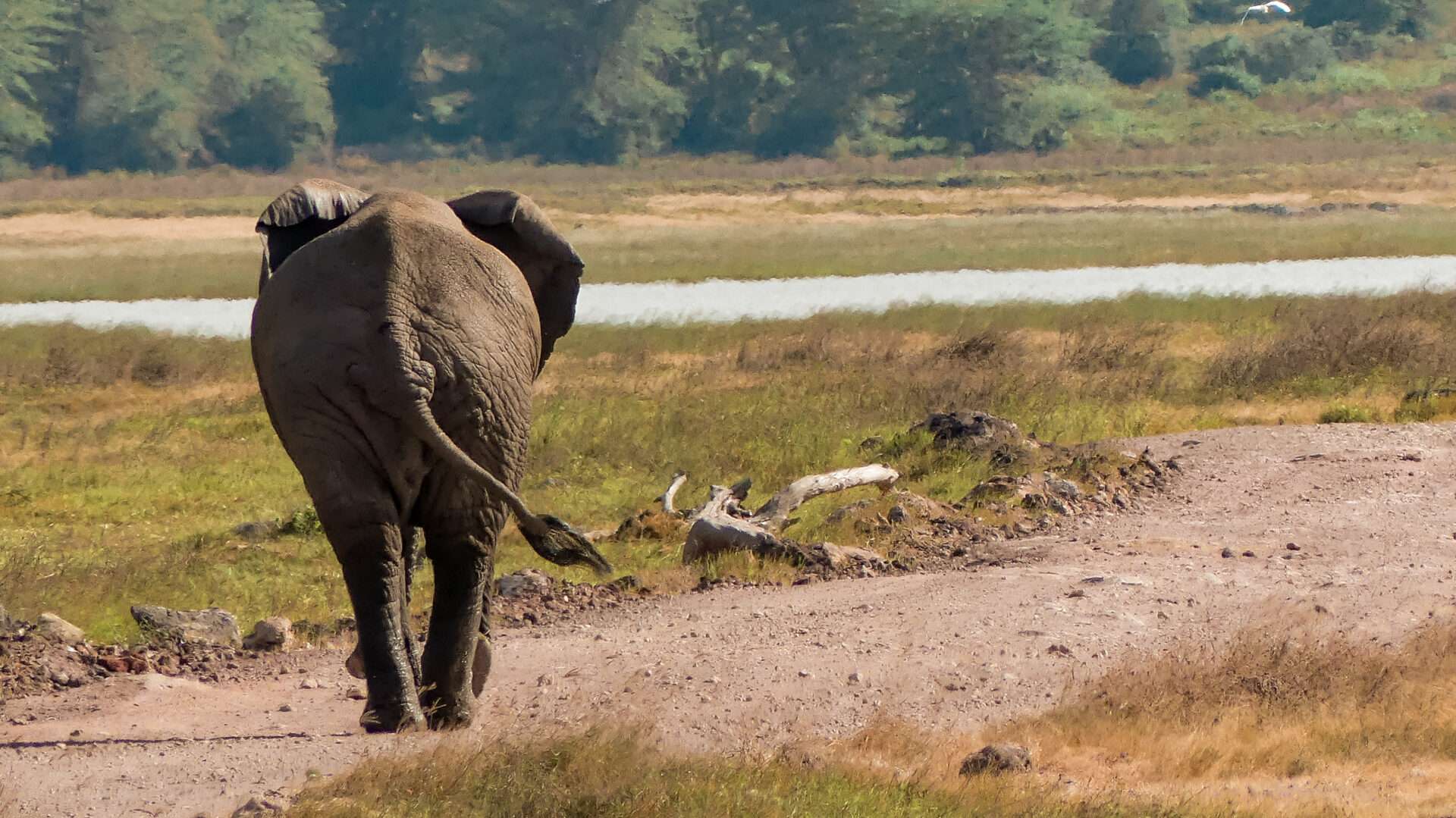 Olifant Ngorongoro