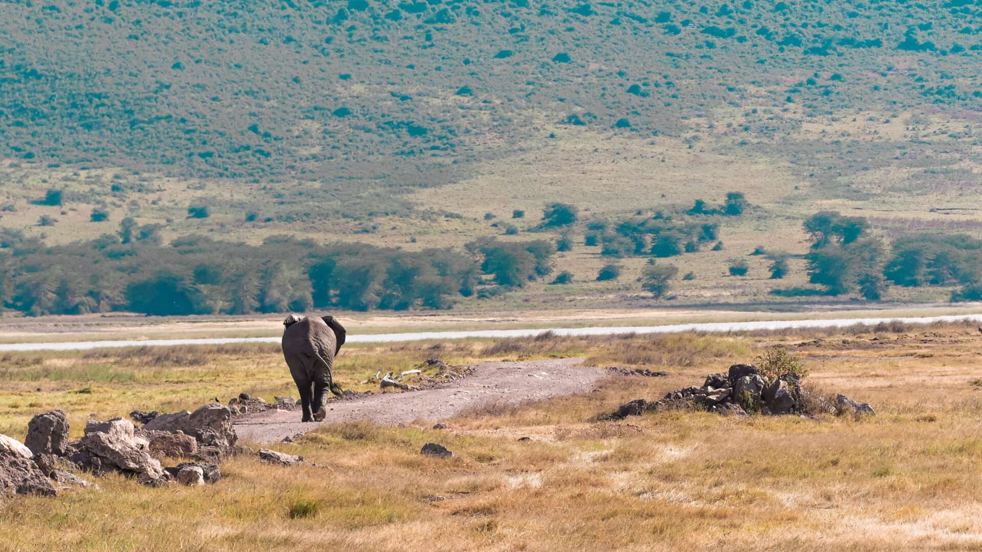 Olifant Ngorongoro