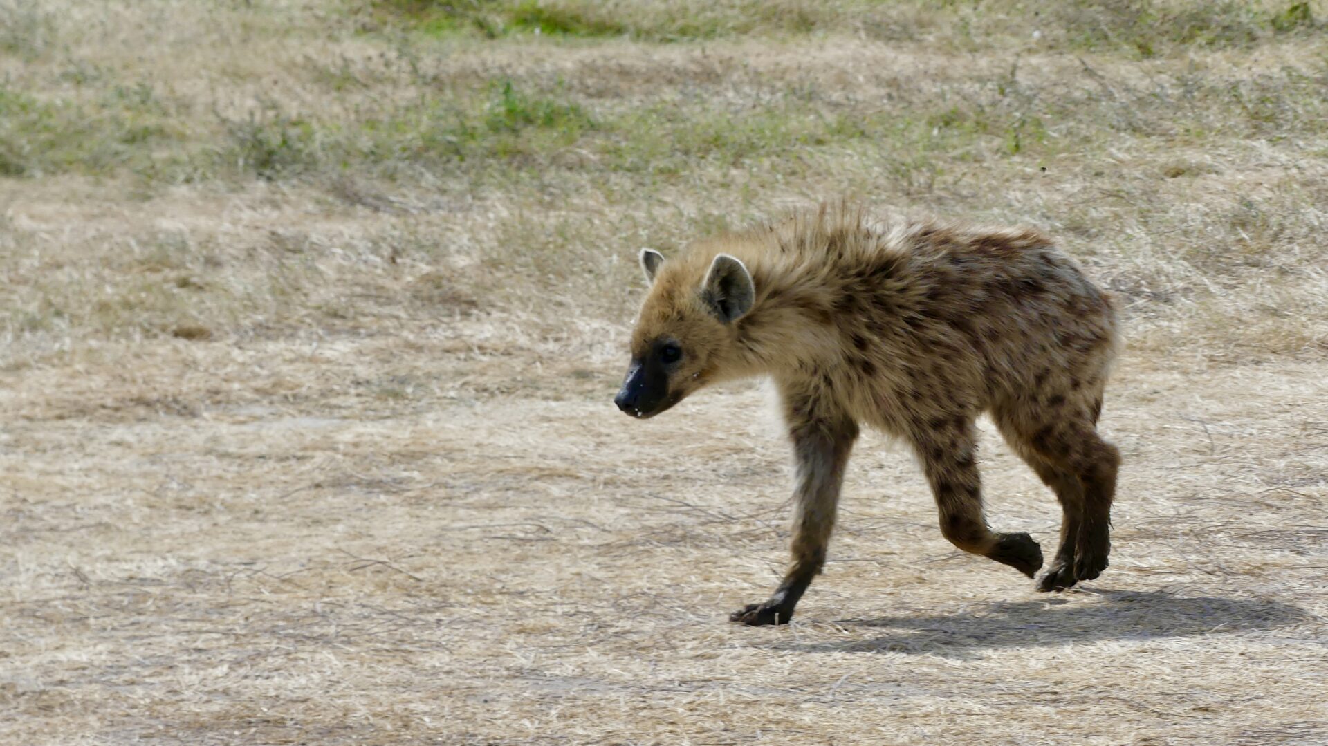 Hyena Ngorongoro